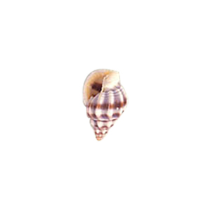 Natural Sea Shell Beads 10282