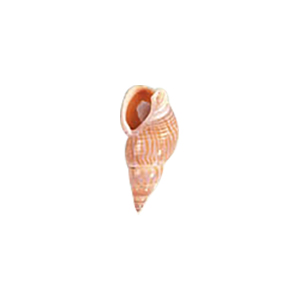 Natural Sea Shell Beads 10283