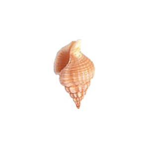 Natural Sea Shell Beads 10285