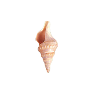 Natural Sea Shell Beads 10288