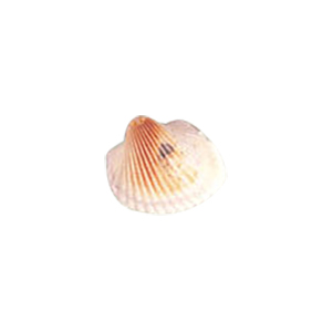 Natural Sea Shell Beads 10291