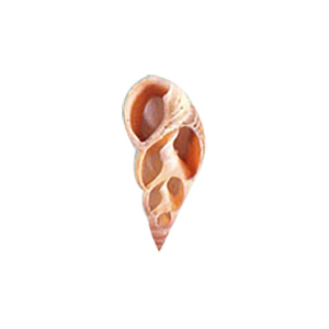 Natural Sea Shell Beads 10295