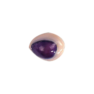 Natural Sea Shell Beads 10301