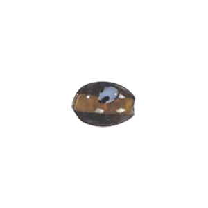 Glass Eye Beads 11101