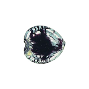 Lampworked Silver foiled Beads 11440